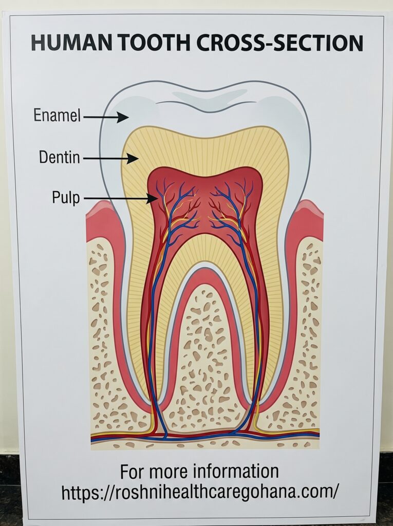 What the Inside of Your Tooth Looks Like and Why It Matters